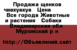 Продажа щенков чиахуахуа › Цена ­ 12 000 - Все города Животные и растения » Собаки   . Владимирская обл.,Муромский р-н